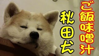 ご飯 味噌汁 秋田犬 一家に一犬必需犬 Youtube ご飯 味噌汁 秋田犬 一家に一犬必需犬 Youtube