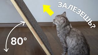 Крутой подъём челлендж для кошки!