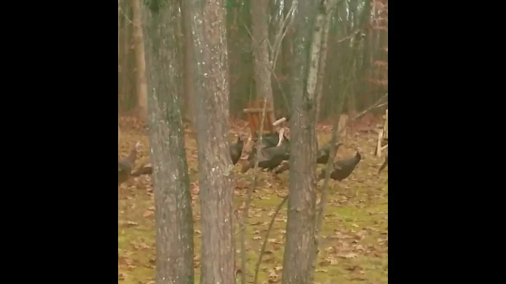 Turkeys on Halloween night.