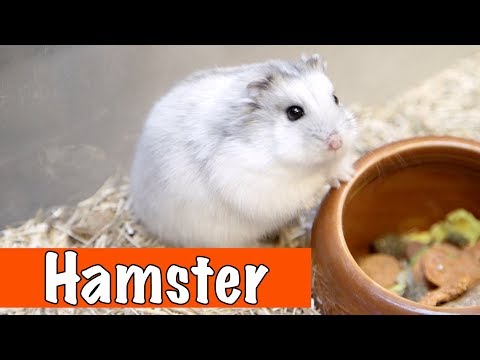 Video: Hoe Om 'n Hamster Te Kies