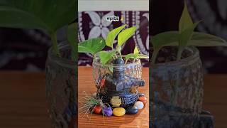 🌿✨ Money Plant 🪴 Shivling Decor 🙏 DIY Creation #garden #mahadev #shorts #viral @shivshakti.s