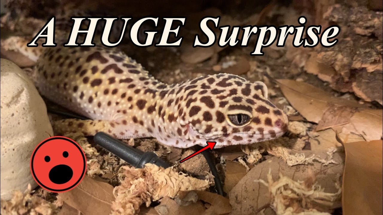 A Big Surprise by Kristi T. Butler