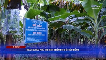 Thoát nghèo nhờ mô hình trồng chuối tiêu hồng | Truyền Hình Quảng Trị