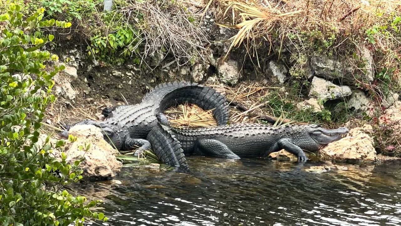 Everglades NP and  Big Cypress  NP 
