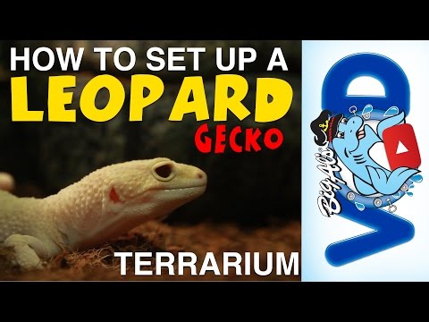 Video: Nozioni di base sulla creazione di un Leopard Gecko Habitat