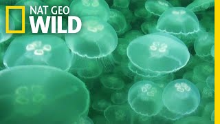 Jellyfish: A Success Story | Nat Geo Wild