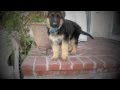 8 Week old German Shepherd Puppy