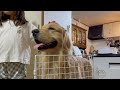 ねぇねの宿題が終わるのを首を長くして待つ愛犬
