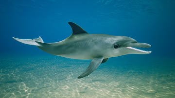 Dolphin - Unreal Engine Asset Trailer