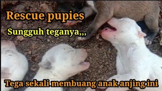 Rescued Puppies That Discarded Penyelamatan 6 ekor anak anjing mendengar suaranya bikin menangis