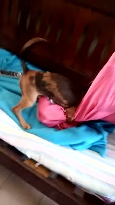 porno perruno