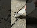 Epoxy Rescue for a Cracked Concrete Step