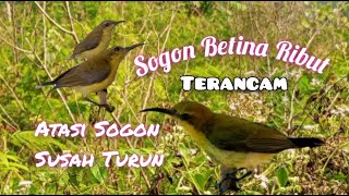 Suara Sogon Betina Ribut Terancam Paling Jitu