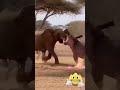 Hippo Picked the Wrong Day #viralvideo #animals #쇼츠 #wildlife