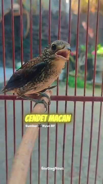 Cendet macan #masteranburung