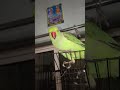 mithu my cute babu ❤️🦜🫶 #mithu #parrot #mithukibatain #teru #birds #talkingparot #cute #funny