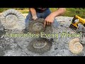 So Many Ammonites & Other Fossilized Creators!!| (Need Help Gathering!!)