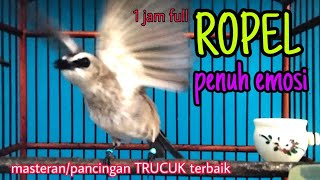 full 1 jam suara trucukan gacor ropel emosi saat pagi hari