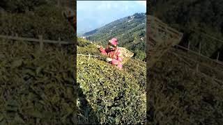 Darjeeling Tea Plantation Happy Valley Tea Garden Tourism West Bengal 