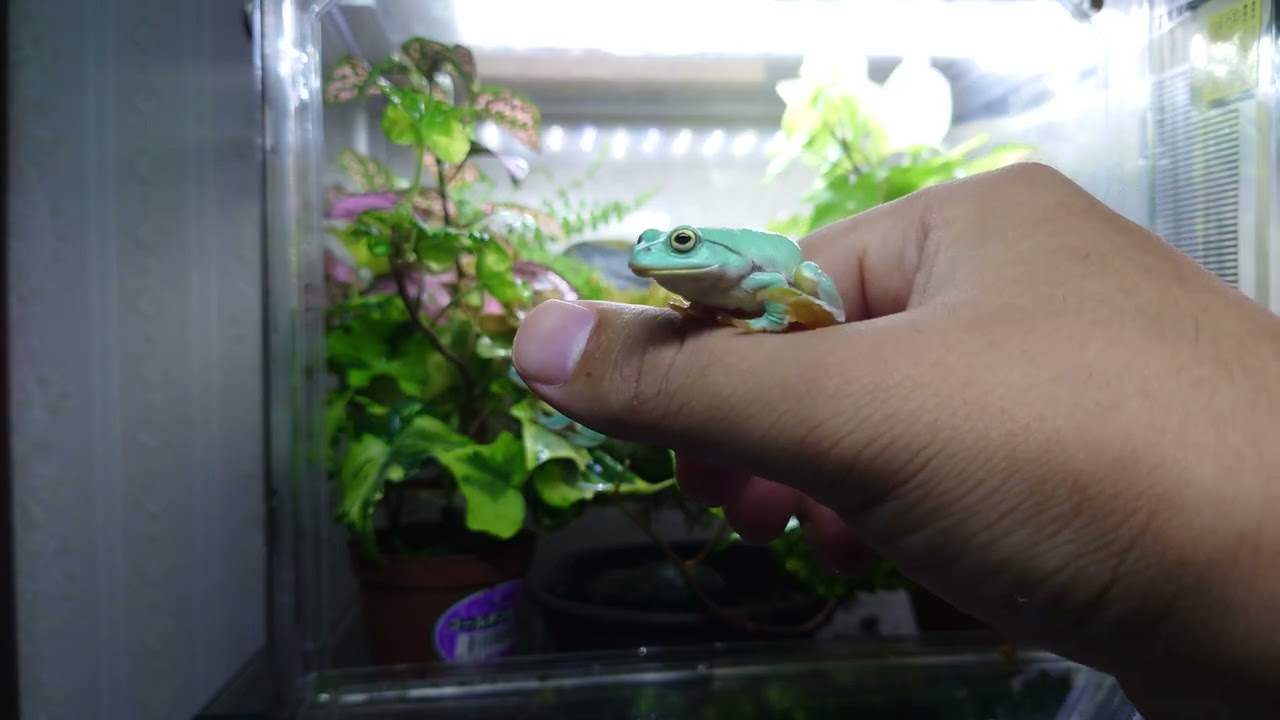 シュレーゲルアオガエル森テラリウム（作成費2000円）