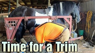 Trimming Draft Horse's Hooves in a Shoeing Stock/Percheron Stallion Health Scare!