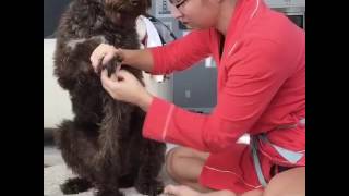 How to trim dog nails by Kate Friedl 138 views 7 years ago 4 minutes, 41 seconds