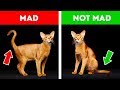 If Your Cat Acts Strangely, Don’t Worry. Here’s the Explanation! Mp3