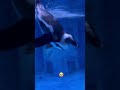 Cute penguins