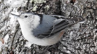 White-breasted Nuthatch song and call