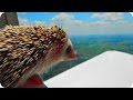 Прикольные Веселые Ежики! Funny Hedgehogs / Позитивное Видео :)