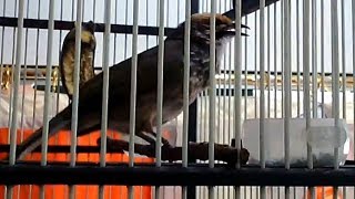 Single Terbaru - Cucak Rowo Rawa Gacor Mantap