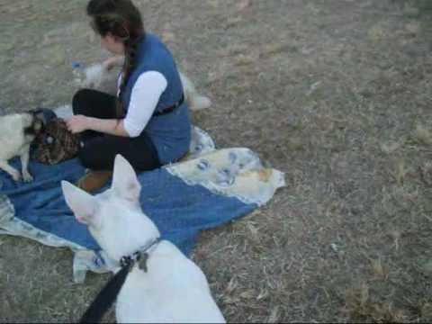 BOSTER(BULL TERRIER) JUGANDO CON: SIMONA(PUG),LEO(...  Frise) 4/07/09