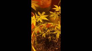 Update on my cannabis plants 🌱 veg and flower 🌺 room