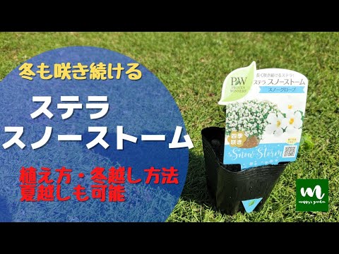 Pwステラ スノーストーム植え方 育て方 冬越し Youtube