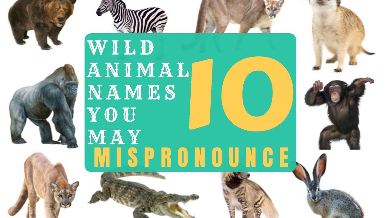 ENGLISH PRONUNCIATION I 10 WILD ANIMALS NAMES YOU MAY MISPRONOUNCE - YouTube