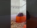 Hamster eating brown cabbage #cutepet #pets #cuteanimal #cutealert #cute #cutefunny #animals #funny