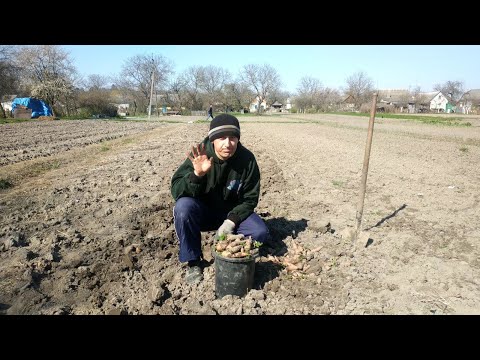 Видео: Перезимовка моркови: как оставить морковь в земле на зиму