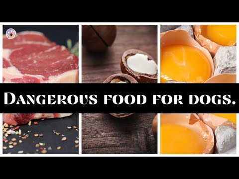 20 Foods You Should Never Feed Your Dog!