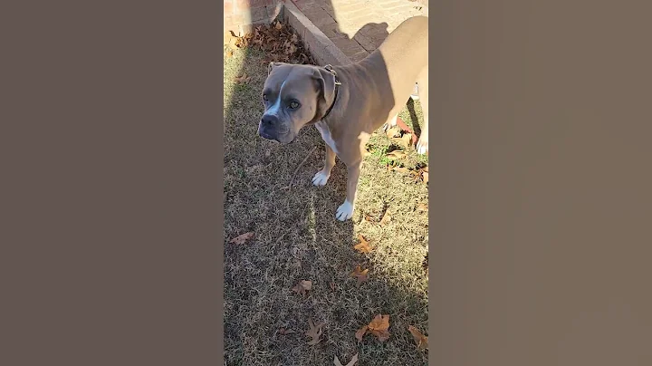 tip top k9 training has really done the job. not b...