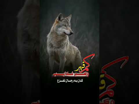 شيله بطلوا عساره كم قهر وكم غلايب من باطل الحبايب عبدالرحمن الصباحي وعزالدين الداوي