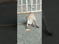 in chamundi hills ££ enjoyed in Mysore 🥰🥰monkey love to eat banana