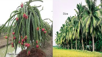 Tập làm văn 4 Tuần 26 Luyện tập xây dựng kết bài trong bài văn miêu tả cây cối