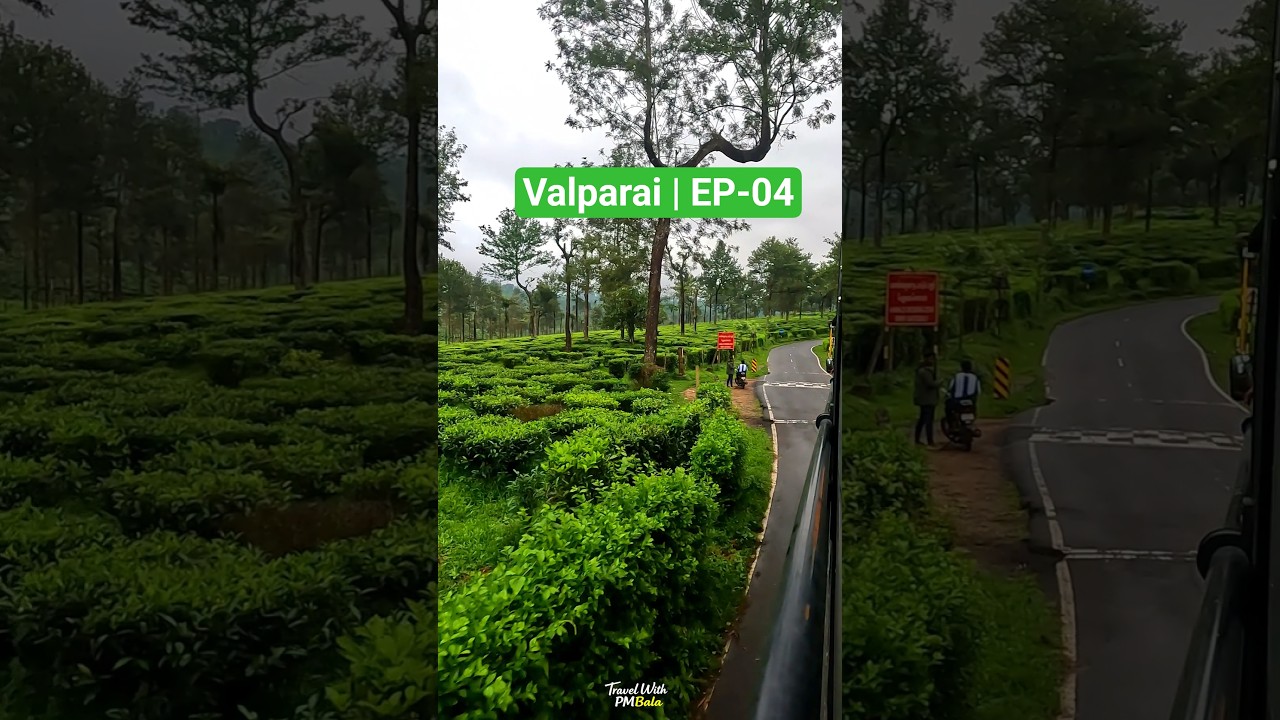Budget Trip Series | Valparai | EP-04 | 🌿Estate Road | #youtubeshorts #travel #nature #valparai