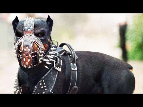 Vídeo: El Cachorro Más Grande Del Mundo - Vista Alternativa