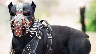 Estos Perros Están Prohibidos en Todo el Mundo