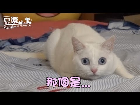 【豆漿 - SoybeanMilk】那個是什麼東西！！！