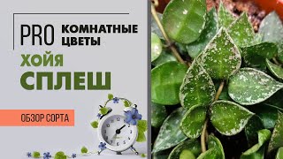 Хойя Сплэш - листочки-сердечки с серебром | Ампельное растение для дома