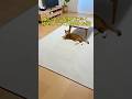 いつもより早く仕事から帰宅してみたら猫が口を開けたままバグってたww