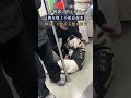 工作犬累瘫罢工,躺平喊:“汪星人也要休假”  Work Dog Worn Out, Strikes & Flops “Paws Need a Vacation!” #funny #shortvideo