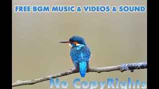NO COPYRIGHTS|BIRD SOUND|NATURAL BIRD SOUND|FOREST BIRDS|BIRDS CHIRPS|FOREST AMBIENCE|FREE BGM MUSIC screenshot 5